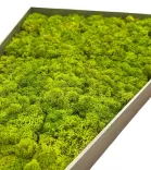 Begagnad trekantig mosstavla i ljusgrön färg tillverkad av naturligt konserverad mossa. Mått: höjd 60 cm, bredd 50 cm och djup 9 cm.  